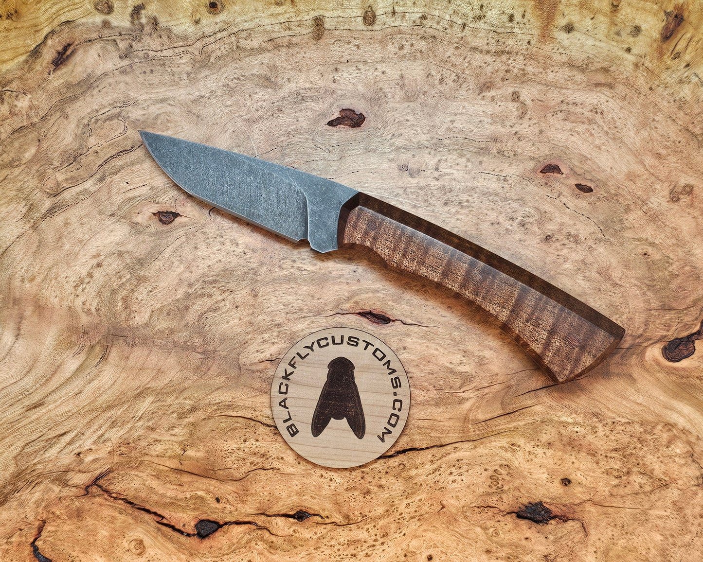 Jackal with Tasmanian Blackwood