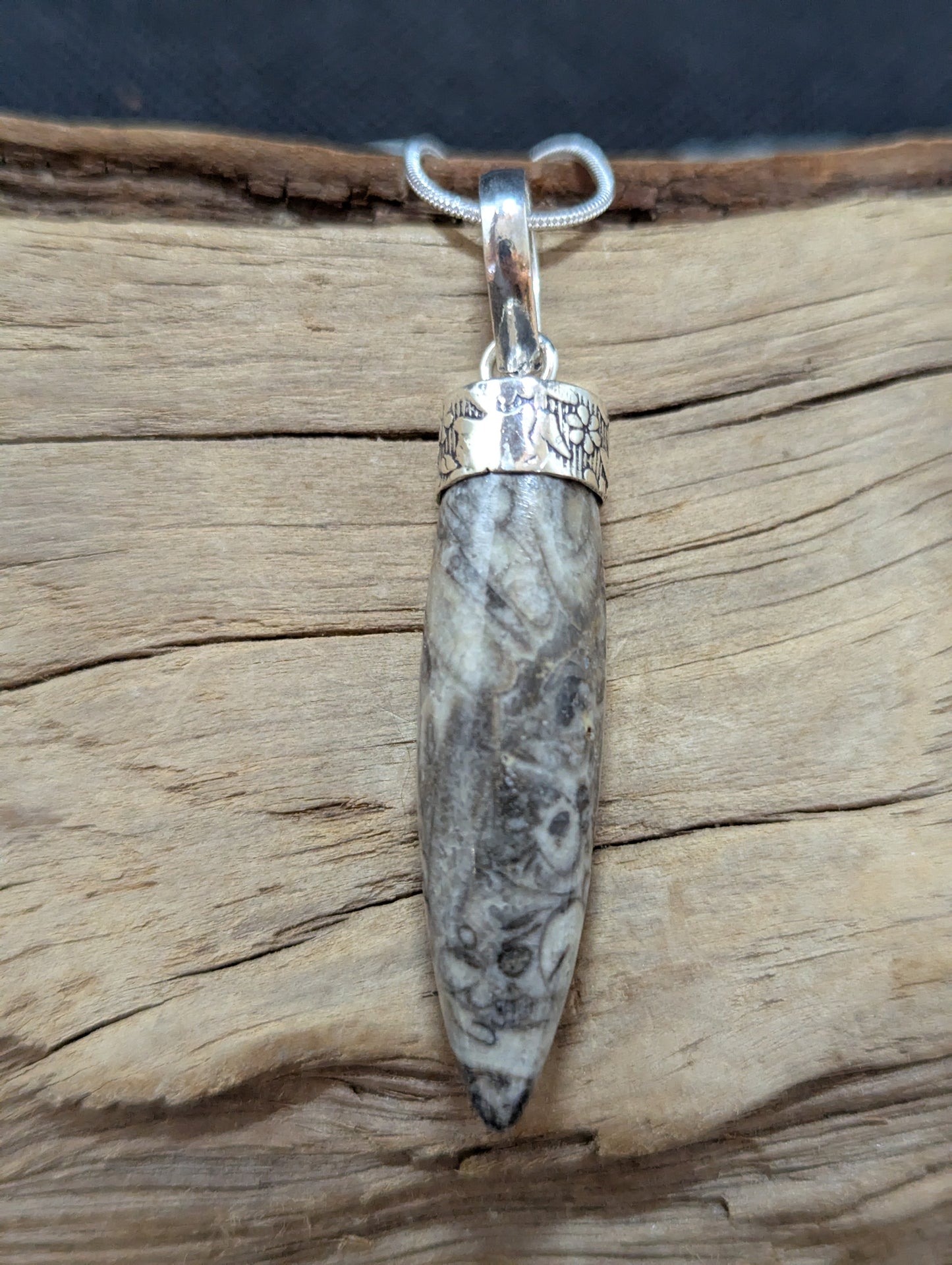 Orthoceras Fossil