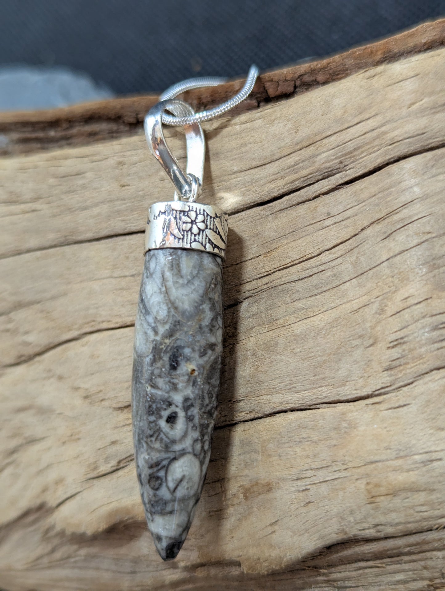 Orthoceras Fossil