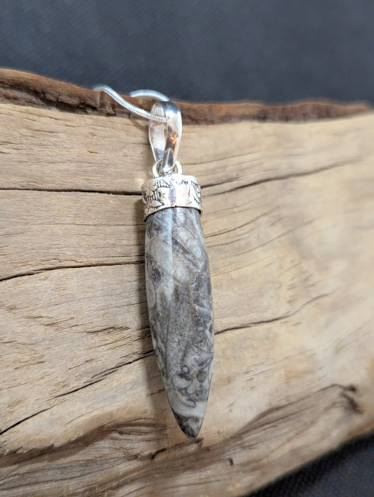 Orthoceras Fossil