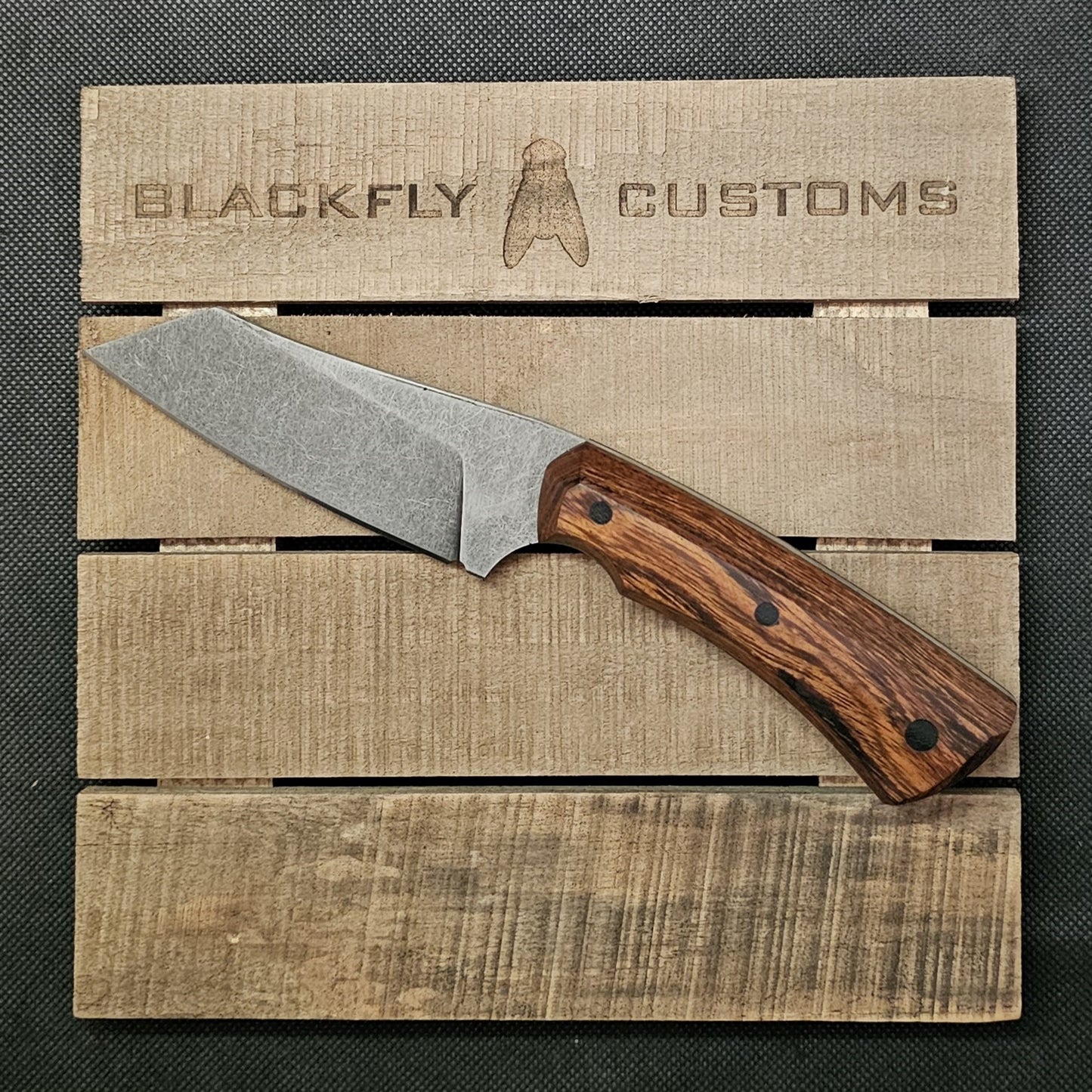 Hyena with Desert Ironwood