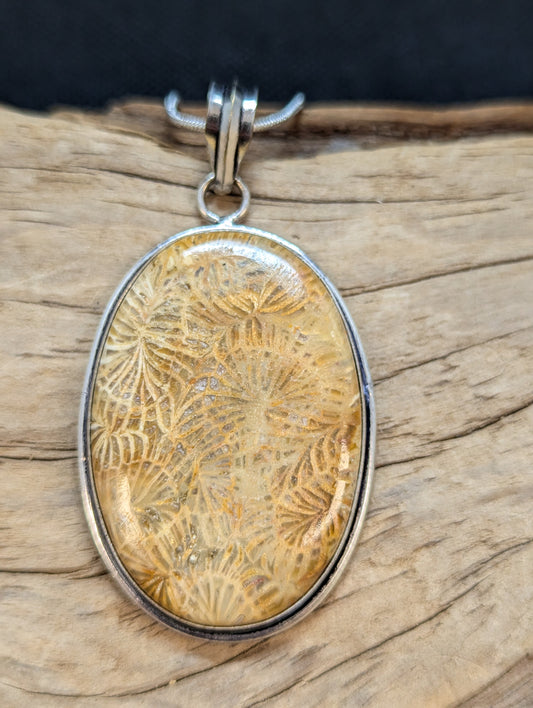 Fossilized Coral