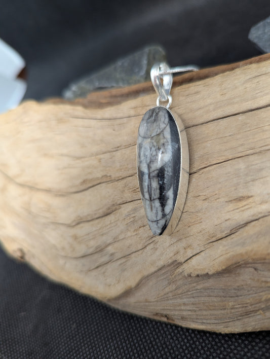 Orthoceras Fossil